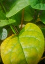 The Yellow Wide Leaf of a Plant