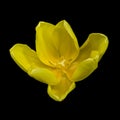 Yellow glossy tulip blossom macro, vibrant colors on black background