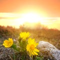 Yellow wild adonis flowers in prairie at the sunset Royalty Free Stock Photo