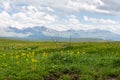 Yellow wild agrimony flowers (Agrimonia eupatoria) on a mountain meadow of Javakheti Plateau, Georgia Royalty Free Stock Photo