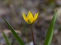 Yellow wild Bieberstein Tulip Royalty Free Stock Photo