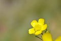 The yellow wild Buttercup flower in pale green background Royalty Free Stock Photo