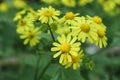 Yellow wild chrysanthemum