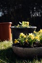 Yellow wild daffodil flowers in a pot in the garden