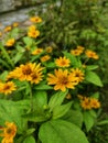 Yellow wild daisies by the river