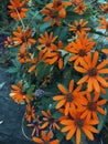 orange wild daisy flower Royalty Free Stock Photo