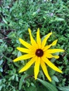 Yellow wild daisy flower