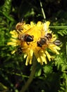 Yellow wild dandelion flower and fly animal, Lithuania Royalty Free Stock Photo