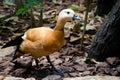 Yellow wild duck close up