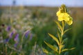 Yellow wild flower Royalty Free Stock Photo