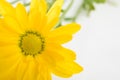 Yellow Wild flower - Arrowleaf Balsamroot background Royalty Free Stock Photo