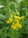 Yellow wild flower Royalty Free Stock Photo