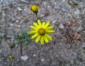 Yellow wild flower and bud