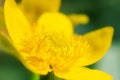 Yellow Wild Flower Close-up, Detailed Macro Photo.