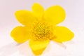 Yellow Wild Flower Close-up, Detailed Macro Photo.