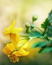 Yellow Wild Flower Close-up