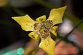 Yellow Wild Flower Close Up