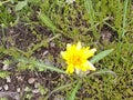Yellow Wild Flower Close Up A