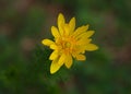 Yellow wild flower with detailed petals