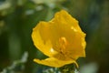Yellow wild flower glaucoma flavum sea-poppy Royalty Free Stock Photo
