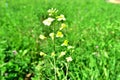 Yellow wild flower in the Green Growth in the fields Royalty Free Stock Photo