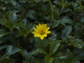 Yellow wild flower growing in a green bush very few flowers the loneliness of nature