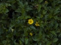 Yellow wild flower growing in a green bush very few flowers the loneliness of nature