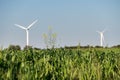 Yellow wild flower in the lush grass with tall wind turbines in the background