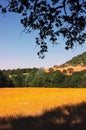 Yellow Wild Flower Meadow Royalty Free Stock Photo