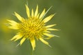Yellow wild flower of Meadow Salsify close up. Goatsbeard Tragopogon pratensis blooms in the meadow in spring Royalty Free Stock Photo