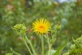 Yellow wild flower,Oman plant blooms in the field in summer