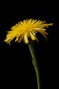 Yellow wild flower - Prickly golden fleece or prickly goldenfleece Urospermum Picroides Royalty Free Stock Photo