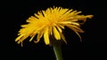 Yellow wild flower - Prickly golden fleece or prickly goldenfleece Urospermum Picroides Royalty Free Stock Photo