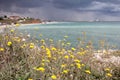 Yellow wild flower at seaside Royalty Free Stock Photo