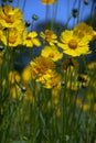 Yellow Wild flowers