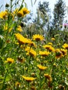 Yellow wild flowers