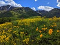 Yellow Wild flowers against a snowy mountain with blue sky