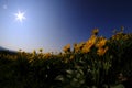 Yellow Wild Flowers Alpine with Blue Sky and Sun Sunshine Sunburst Royalty Free Stock Photo