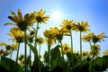 Yellow Wild Flowers Alpine with Blue Sky and Sun Sunshine Sunburst Royalty Free Stock Photo