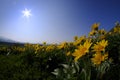 Yellow Wild Flowers Alpine with Blue Sky and Sun Sunshine Sunburst Royalty Free Stock Photo