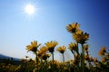 Yellow Wild Flowers Alpine with Blue Sky and Sun Sunshine Sunburst Royalty Free Stock Photo