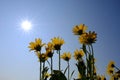 Yellow Wild Flowers Alpine with Blue Sky and Sun Sunshine Sunburst Royalty Free Stock Photo