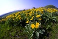 Yellow Wild Flowers Alpine with Blue Sky and Sun Sunshine Sunburst Royalty Free Stock Photo
