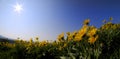 Yellow Wild Flowers Alpine with Blue Sky and Sun Sunshine Sunburst Royalty Free Stock Photo