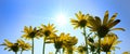 Yellow Wild Flowers Alpine with Blue Sky and Sun Sunshine Sunburst Royalty Free Stock Photo