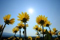 Yellow Wild Flowers Alpine with Blue Sky and Sun Sunshine Sunburst Royalty Free Stock Photo