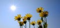 Yellow Wild Flowers Alpine with Blue Sky and Sun Sunshine Sunburst Royalty Free Stock Photo