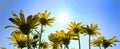 Yellow Wild Flowers Alpine with Blue Sky and Sun Sunshine Sunburst Royalty Free Stock Photo