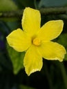 Yellow wild flowers, the appearance of yellow flowers that break out looks like vinca flowers in groups