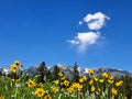 Yellow Wild Flowers in a Blooming Meadow, Grand Teton National Park, Pine Trees Snowy Mountains in the Back, Two Clouds, Summer Royalty Free Stock Photo